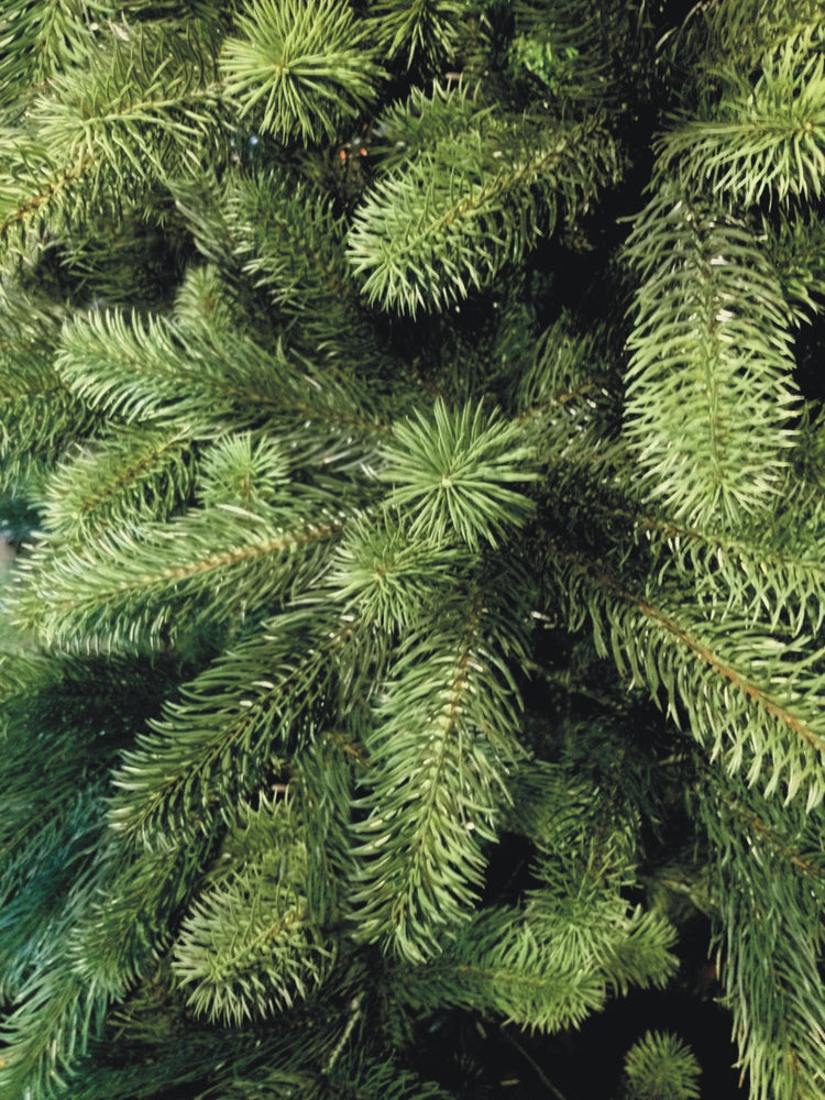 SCHAUMEX Künstlicher Weihnachtsbaum - Höhe: 150 cm  ohne LED Beleuchtung aus Premium Spritzguss ( PE-BO150 )